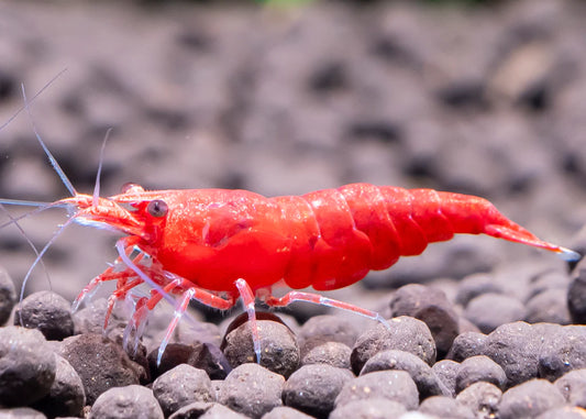 Brief History of Neocaridina Cherry Shrimp