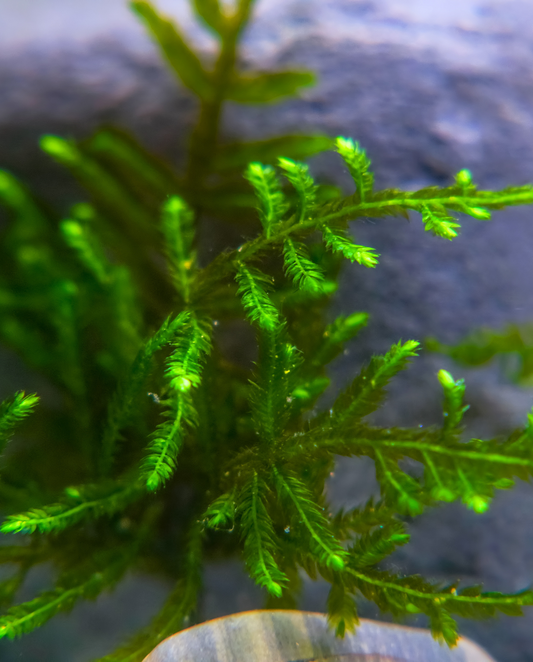 Java Moss