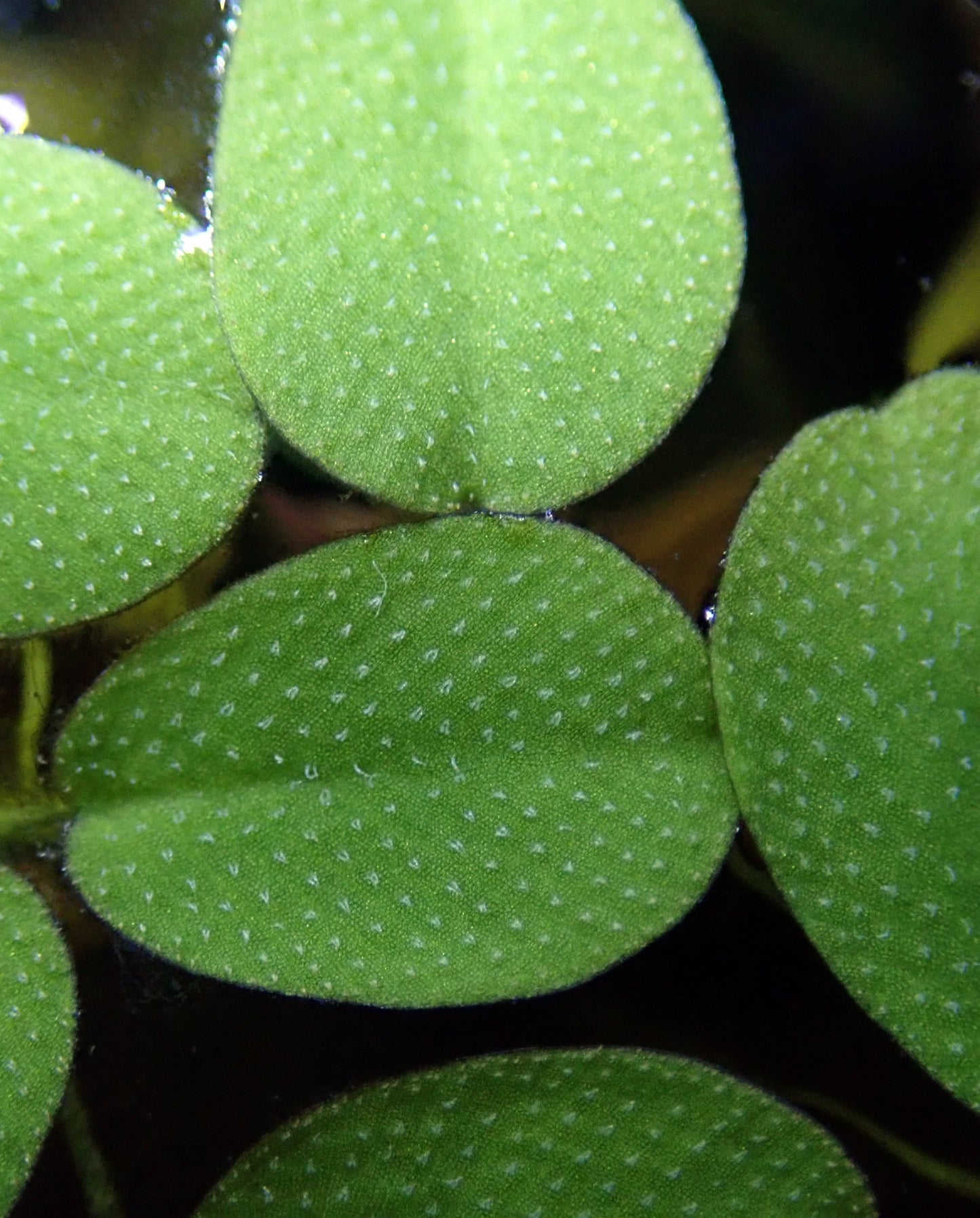 Salvinia Minima Floating Aquarium Plant HEAPING HANDFUL NO DUCK WEED