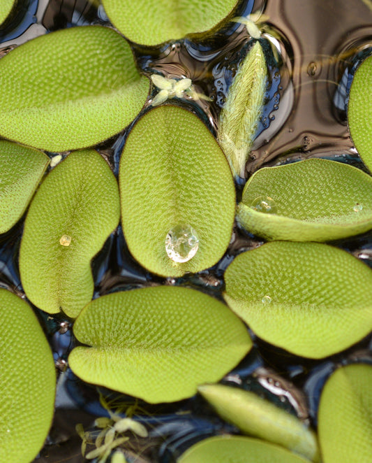 Salvinia Minima Floating Aquarium Plant HEAPING HANDFUL NO DUCK WEED